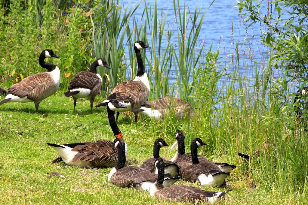 Lake Pochard Holiday Lodges Саут-Керни Номер фото